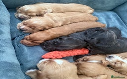 Cocker Spaniel dogs for sale: Kc reg cocker spaniels with 5 weeks insurance  - Advert 8