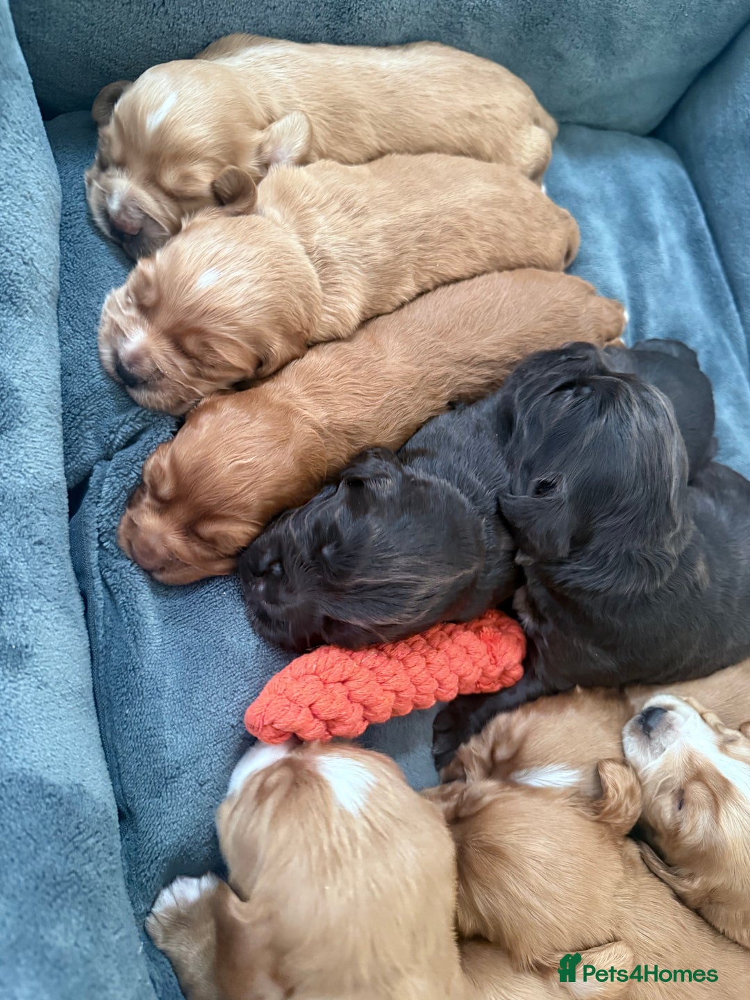 Cocker Spaniel dogs for sale: Kc reg cocker spaniels with 5 weeks insurance  - Advert 8