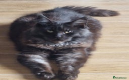 Maine Coon cats for sale: HUGE REDUCTION LAST MAINE COON KITTENS - Advert 9