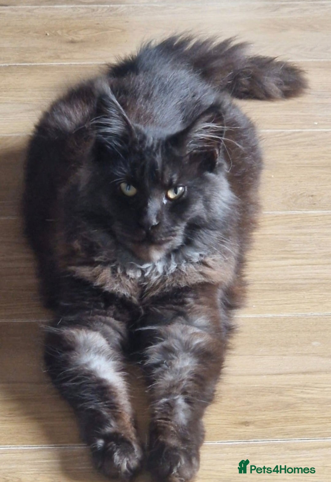 Maine Coon cats for sale: HUGE REDUCTION LAST MAINE COON KITTENS - Advert 9