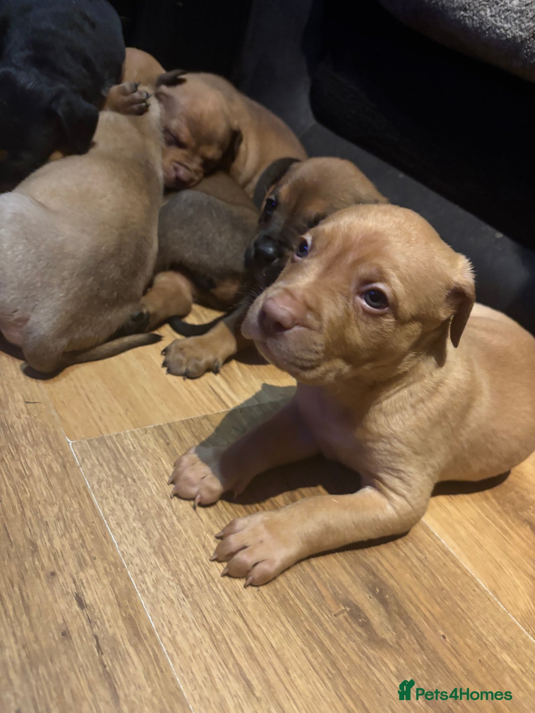 Mixed Breed dogs for sale: mastiffxrottweiler available now last 3 girls left - Advert 23