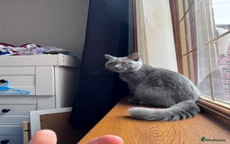 British Shorthair cats for sale: British shorthair grey  - Image 2