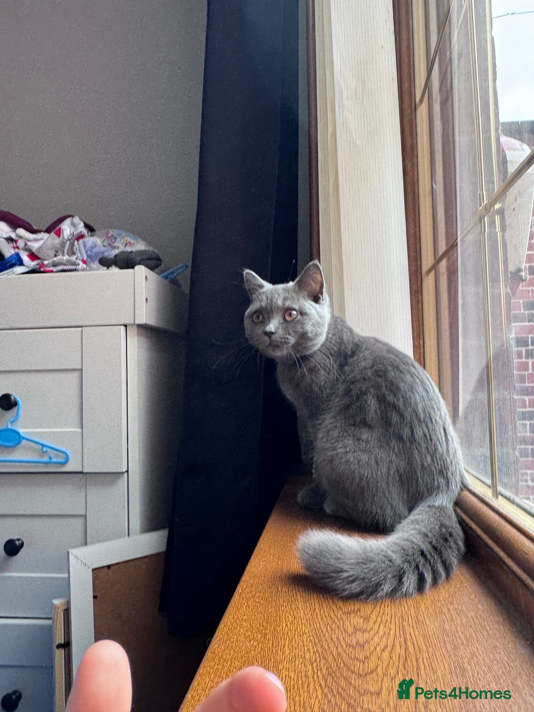 British Shorthair cats for sale: British shorthair grey  - Image 2