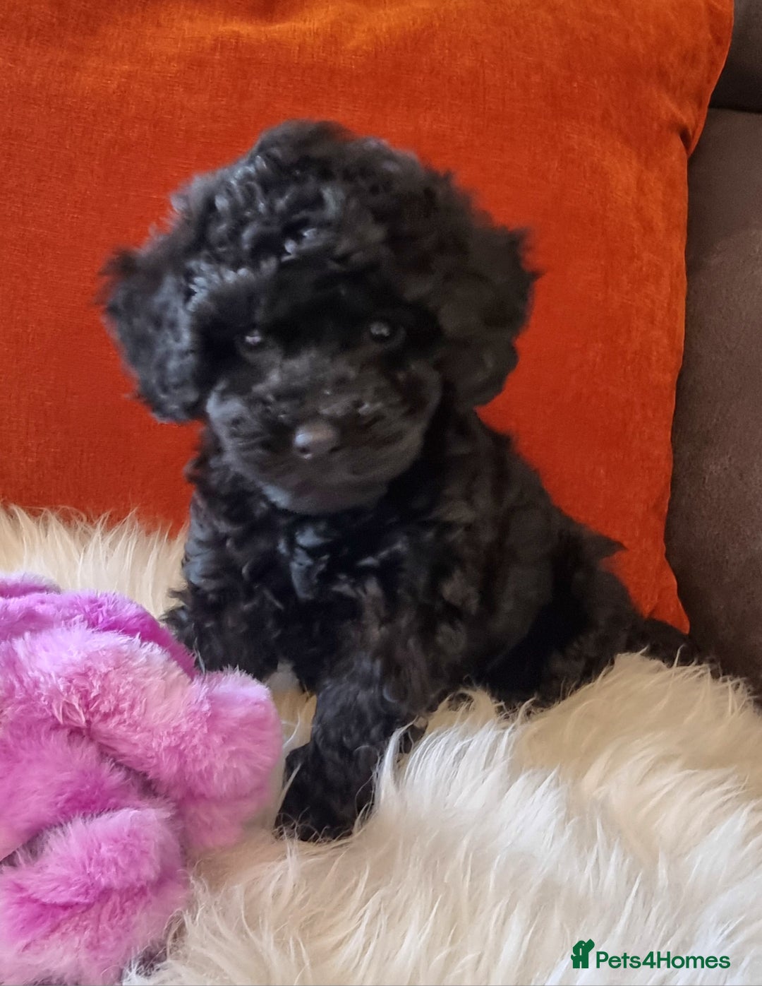 Cockapoo dogs for sale: Adorable best friend pups, sold fully vaccinated - Image 27
