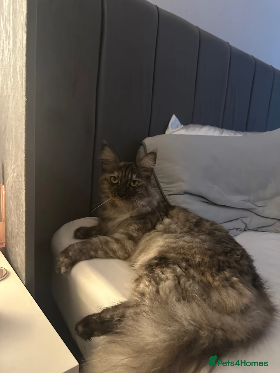 Mixed Breed cats for sale: Half Maine Coon Female Ginger kitten  - Advert 2