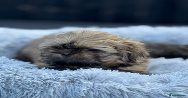 Shih Tzu dogs - Advert 7