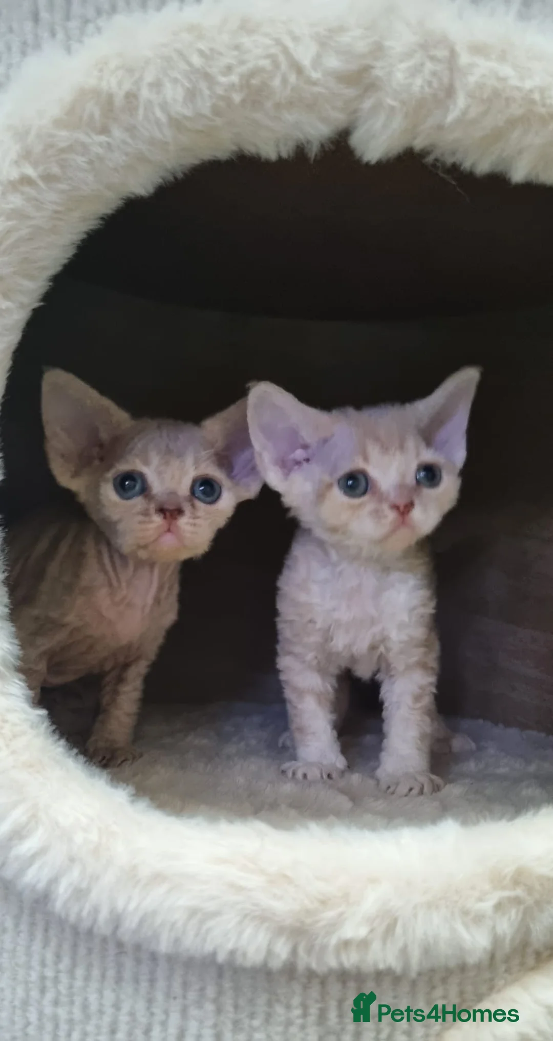 Devon Rex cats for sale: ❤️ Gorgeous Devon Rex Girls ❤️ - Advert 12