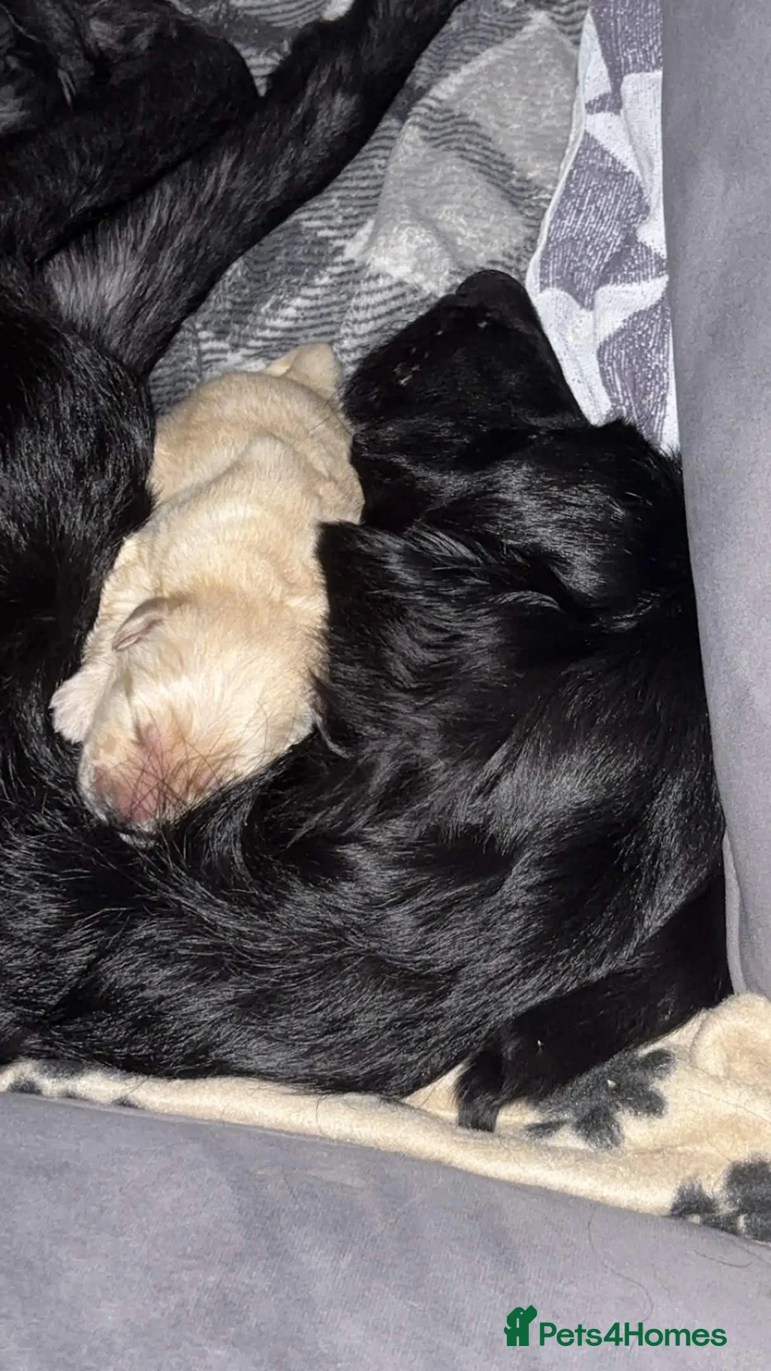Mixed Breed dogs for sale: Golden Retriever x Collie Puppies - Ready to leave - Advert 10