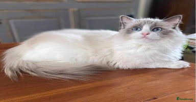 Ragdoll cats - Advert 13