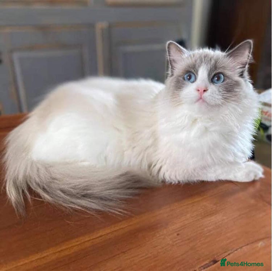 Ragdoll cats for sale: Last princes 💖Beautiful Ragdoll Kittens.  - Image 2