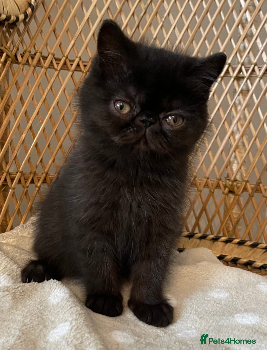 Exotic cats for sale: ❤️Stunning Exotic Shorthair & Longhair Kittens❤️  - Image 19