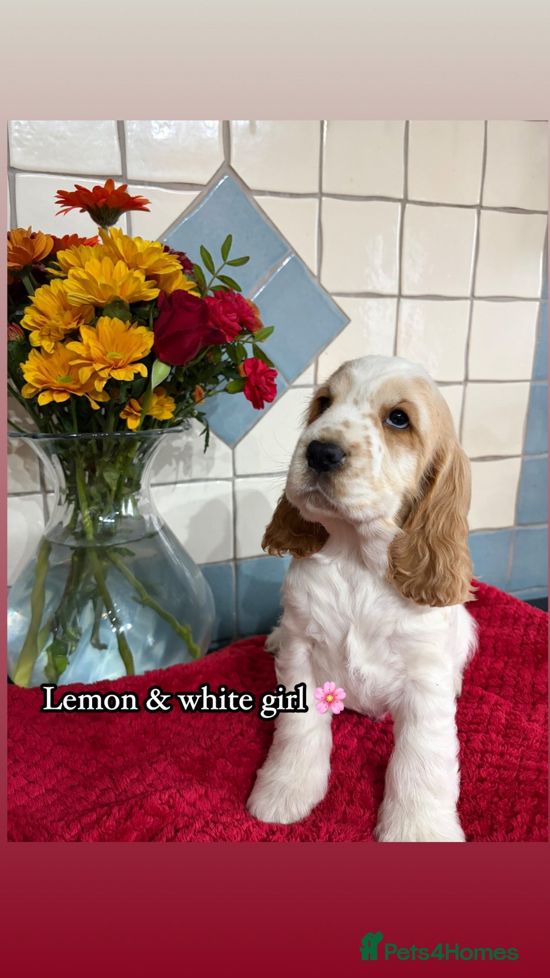 Cocker Spaniel dogs 🏆 Award Winning 🏆 - Advert 2