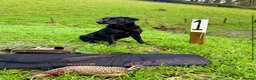 Labrador Retriever dogs for sale: Gorgeous Labrador Boy Puppy Last one in Newton Abbot - Advert 3