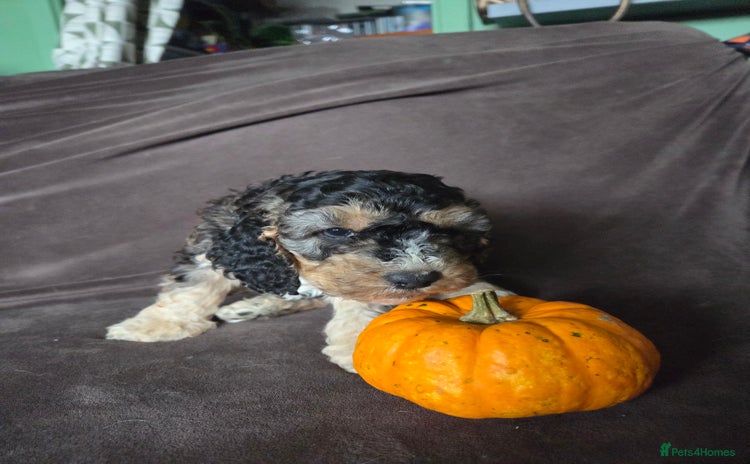 Cockapoo dogs - Advert 15