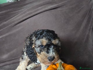 Cockapoo dogs - Advert 11