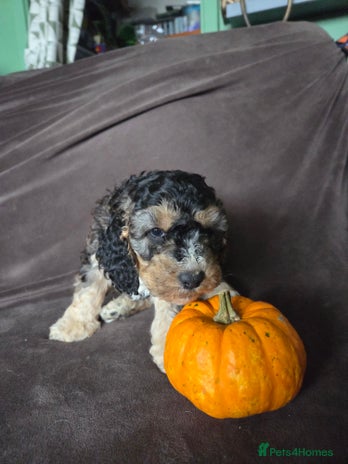 Cockapoo dogs - Advert 15