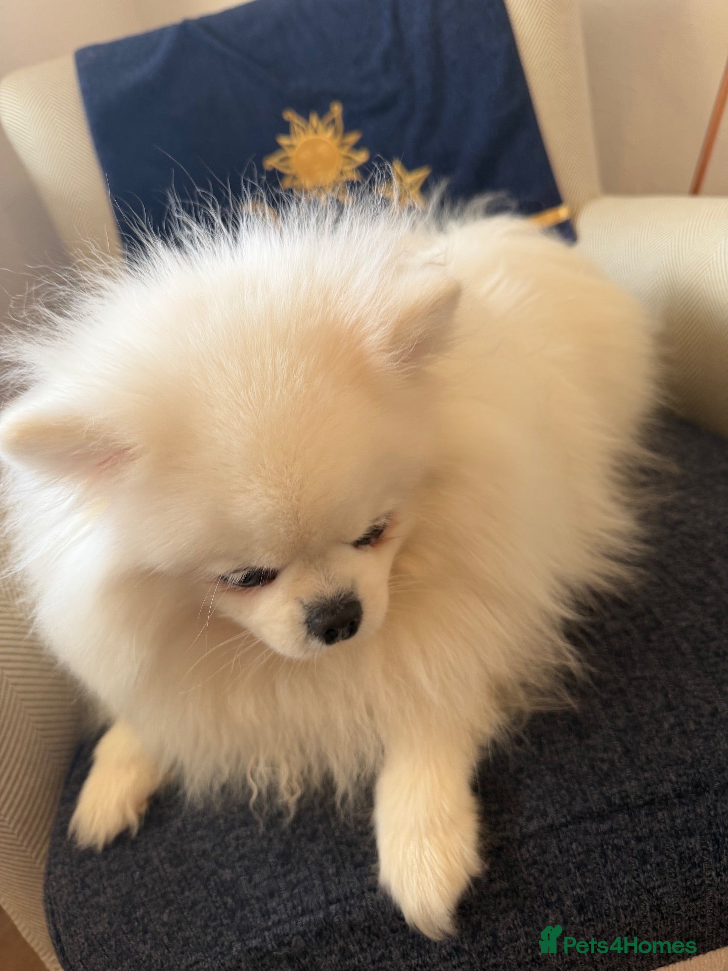 Pomeranian dogs Incredible Teddy Bear Pom Girl One in a Million  - Advert 2