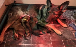 German Shepherd dogs for sale: KC German Shepherd Working line puppies 🐶  - Image 16