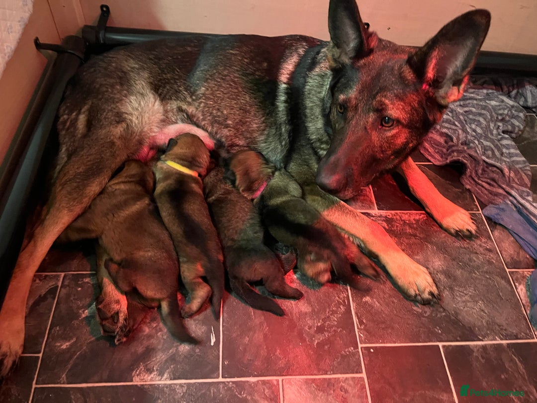 German Shepherd dogs for sale: KC German Shepherd Working line puppies 🐶  - Image 16