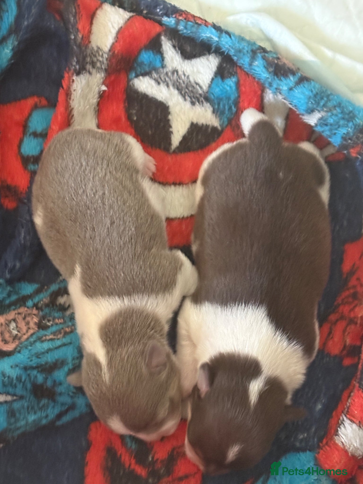 Chihuahua dogs for sale: Lilac Parti & choc tan parti Chihuahuas  - Advert 6