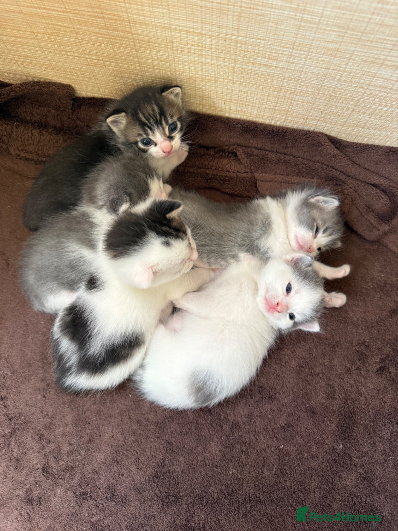 British Shorthair cats Kittens for sale  - Advert 3