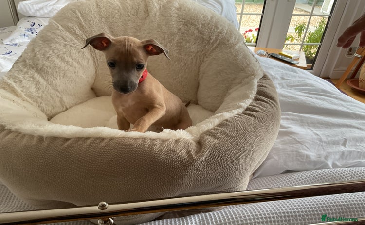 Italian Greyhound dogs - Advert 2