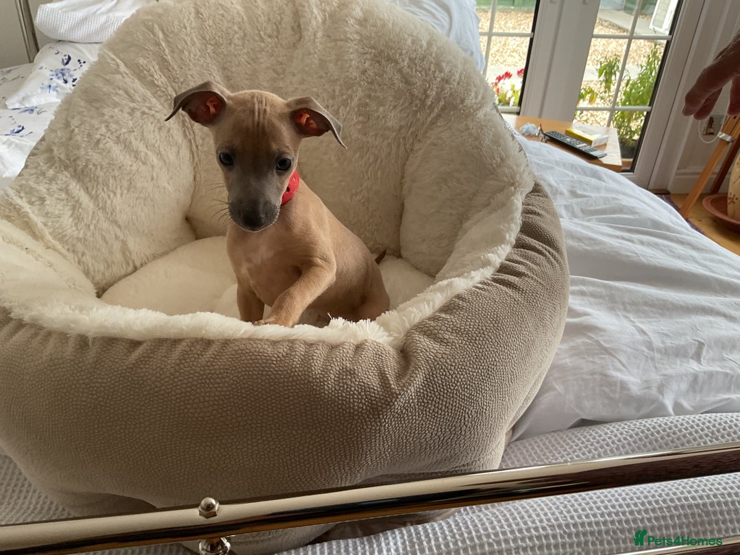 Italian Greyhound dogs for sale:  Beautiful Italian greyhound puppies  - Image 1