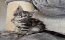 Maine Coon cats for sale: TICA REGISTERED MAINE COON KITTENS - Image 19