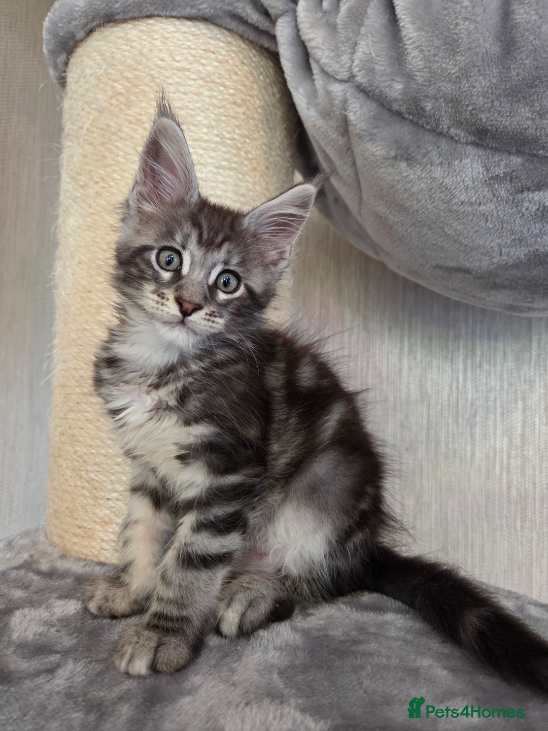 Maine Coon cats for sale: TICA REGISTERED MAINE COON KITTENS - Image 19