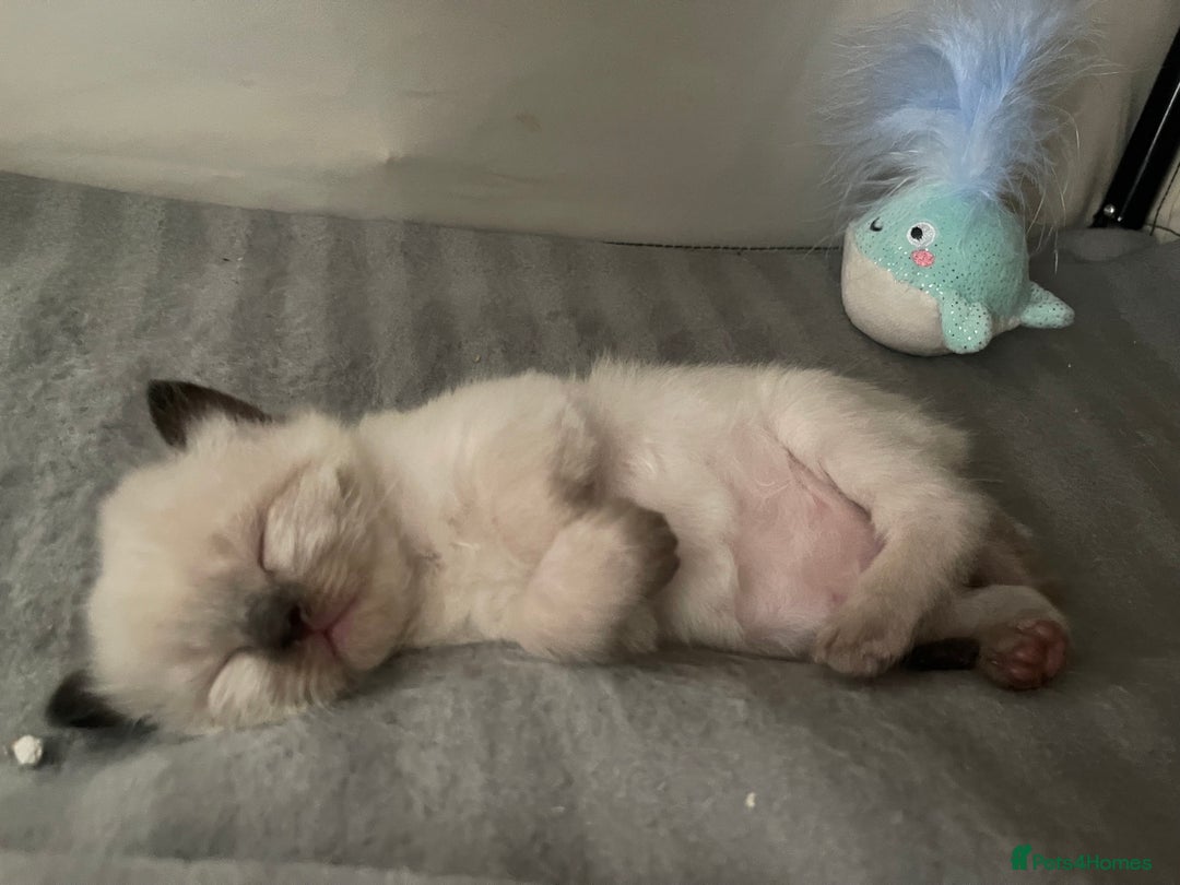 Ragdoll cats for sale: 🌟 Stunning Ragdoll Kittens 🌟 - Image 2