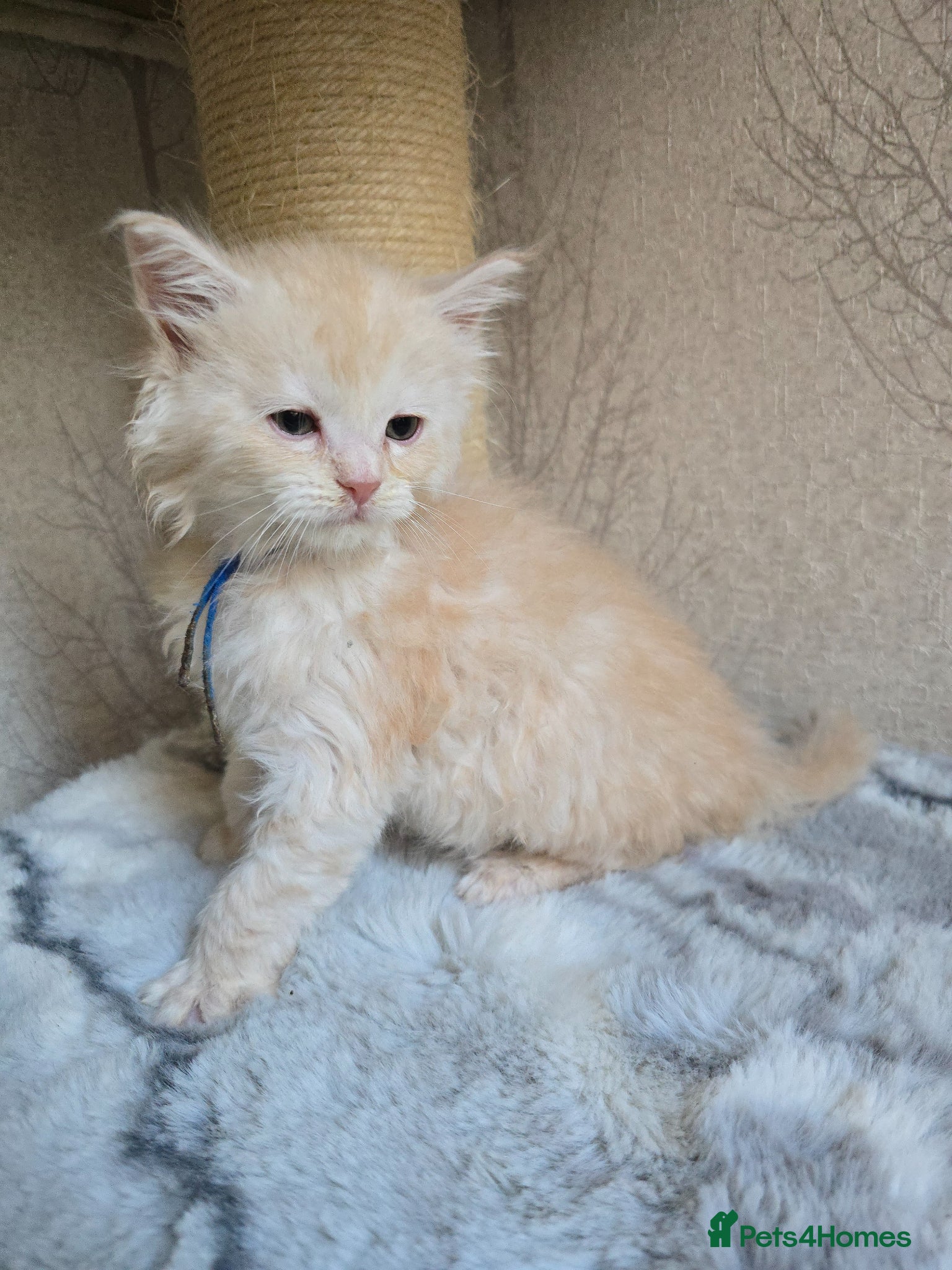 Maine Coon cats RARE Red & Cream Silver Maine Coons - Advert 8