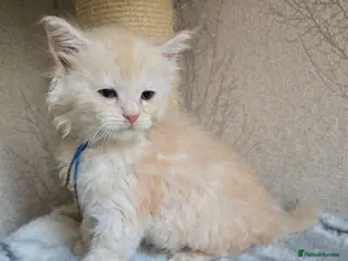 Maine Coon cats RARE Red & Cream Silver Maine Coons - Advert 15