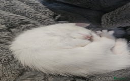 Turkish Angora cats for sale: 3 turkish angora x  - Image 7