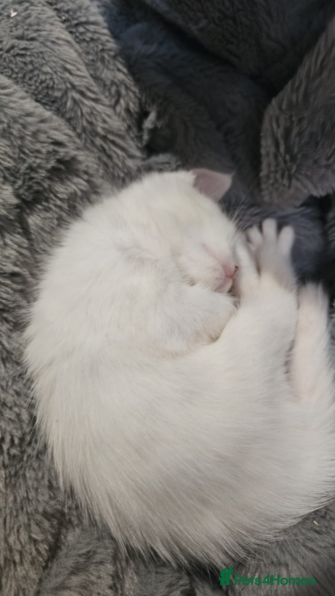 Turkish Angora cats for sale: 3 turkish angora x  - Image 7