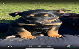 Australian Cattle Dog dogs for sale: Australian kelpie - Image 2