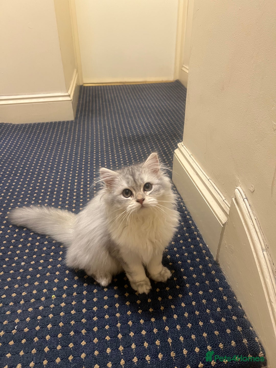 British Shorthair cats for sale: Two beautiful British Shorthair Kittens  - Image 4