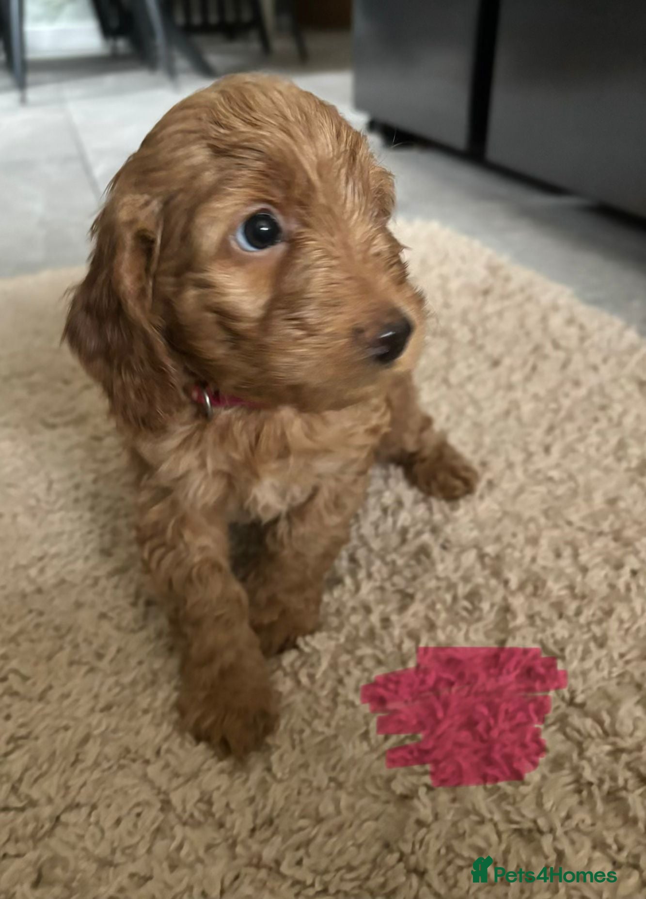 Cockapoo dogs Beautiful f1 red cockerpoos ONLY 2 GIRLS LEFT  - Advert 9