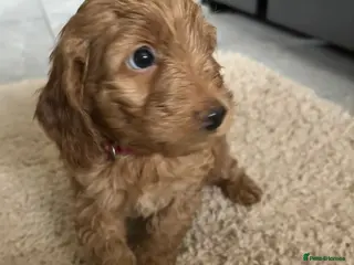 Cockapoo dogs Beautiful f1 red cockerpoos ONLY 2 GIRLS LEFT - Advert 9