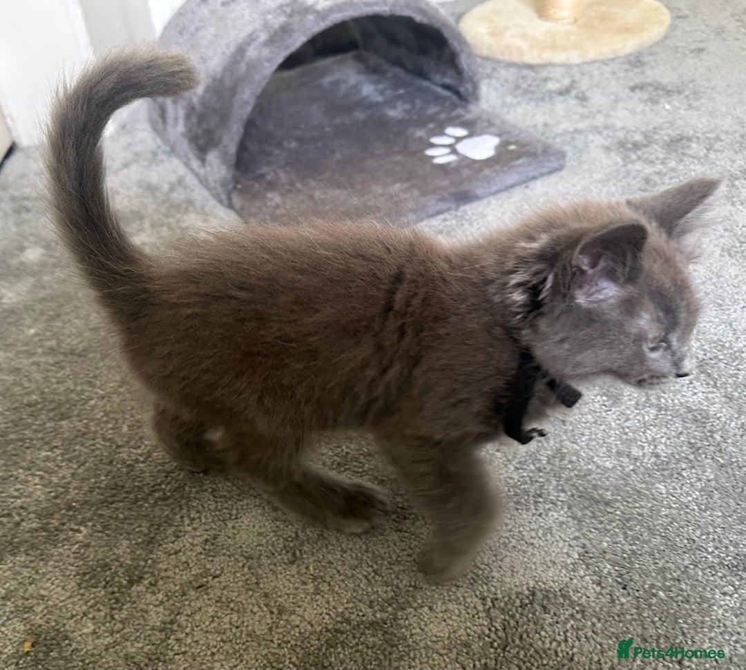 Russian Blue cats for sale: Russian Blue Kittens  in Lanark - Image 19