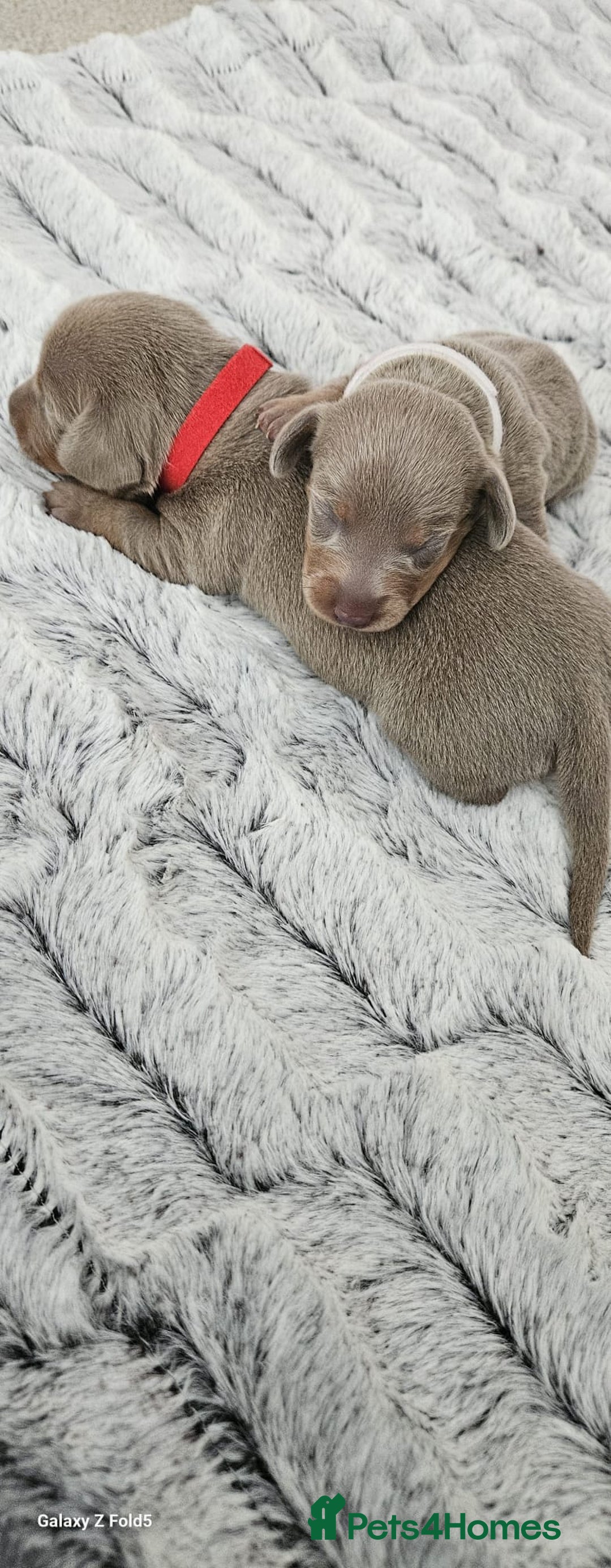 Miniature Dachshund dogs for sale: Isabella and tan miniature dachshunds - Image 10