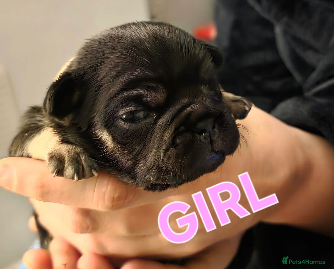 French Bulldog dogs for sale: Stunning French bulldog pupies  - Advert 6