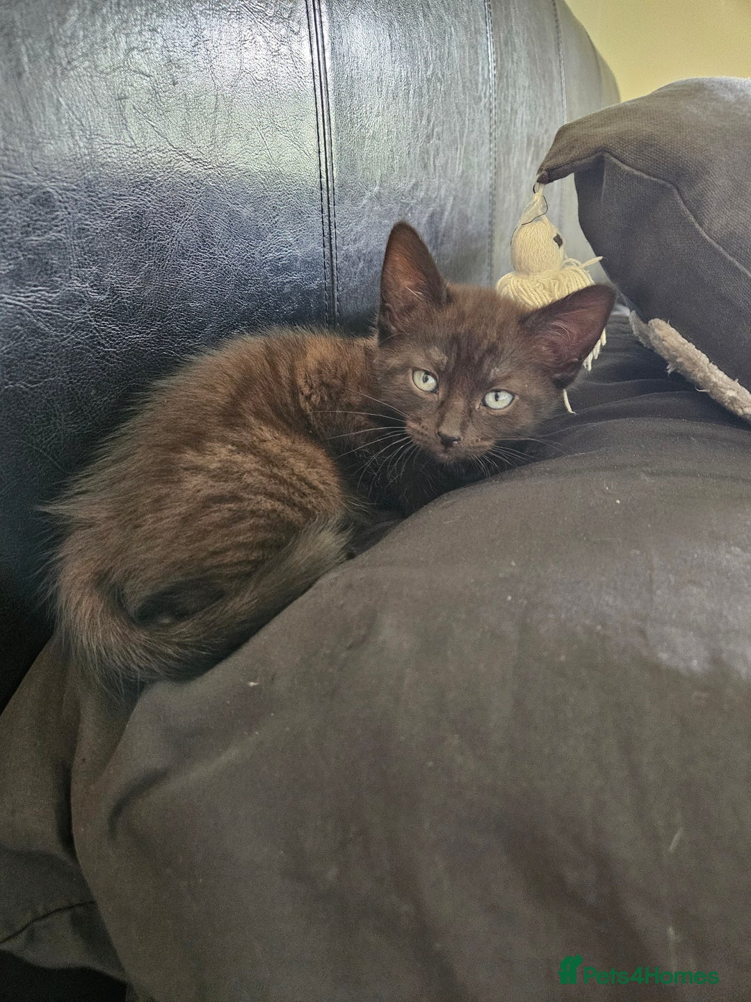 British Shorthair cats for sale: British Short-hair X melanistic bengal kitten - Image 4