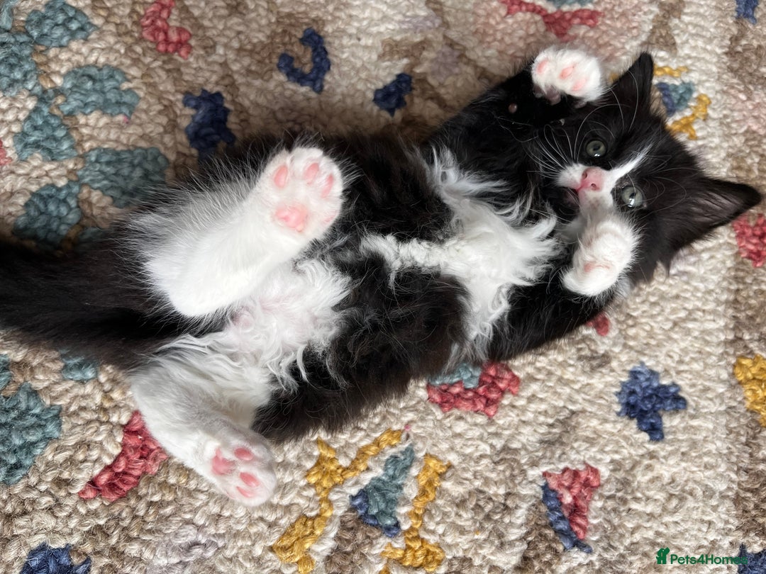 Mixed Breed cats for sale: Playful kittens ready to leave! - Image 5