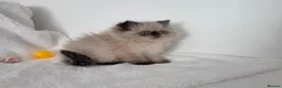 Persian cats for sale: Persian Himalayan Kittens - Advert 25