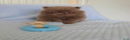 Pomeranian dogs for sale: 🐶 Tiny pomeranian puppies 🐶  - Advert 7
