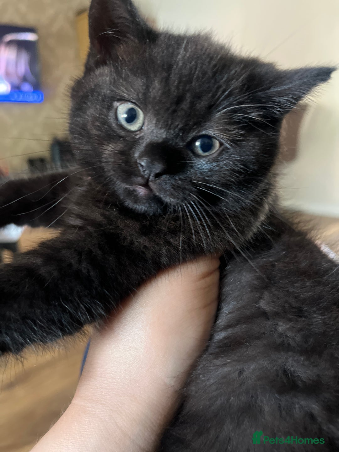 British Shorthair cats for sale: Dark chocolate british shorthair boy - Image 5