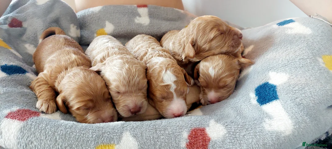 Australian Labradoodle dogs for sale: Australian Labradoodle - Advert 7