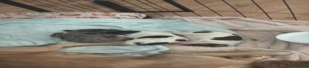 English Springer Spaniel Puppy 3