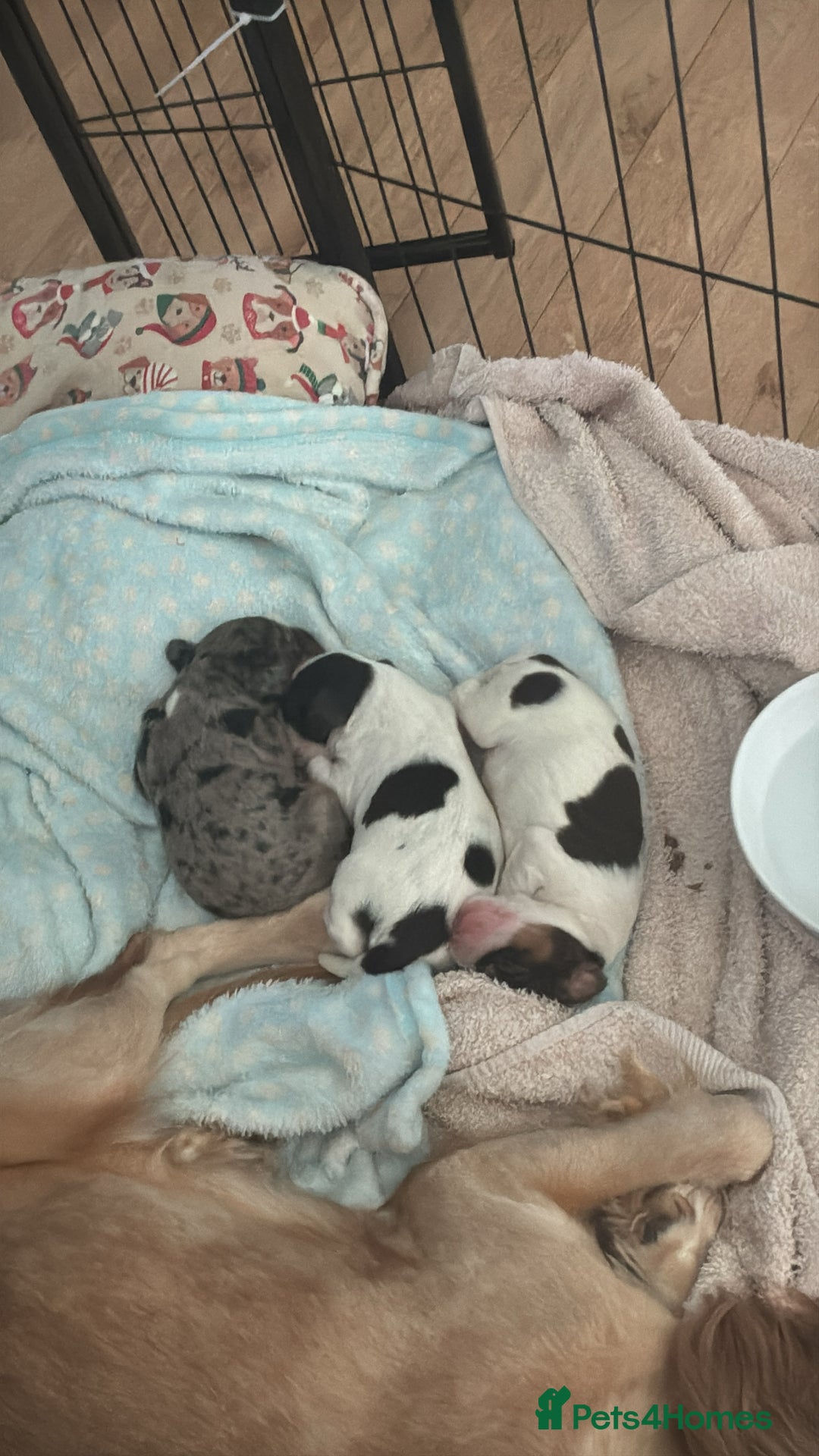 English Springer Spaniel dogs for sale: last baby looking for his forever home🥺😍 - Advert 12