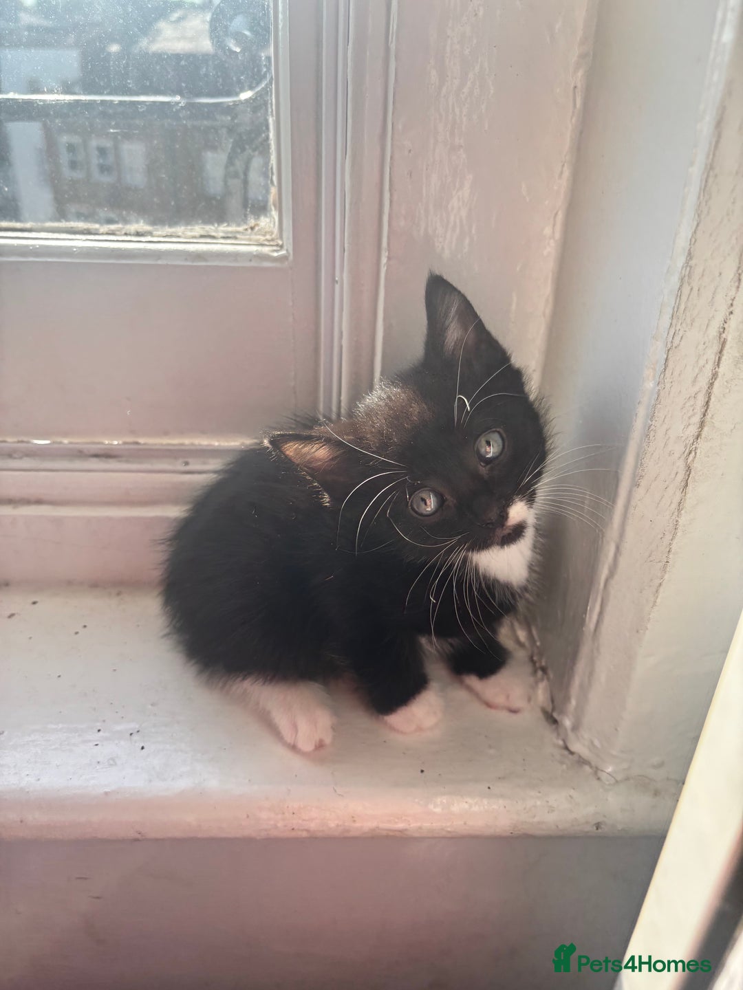 Mixed Breed cats for sale: Adorable 5 Kittens Looking for Forever Homes 🐾 - Image 4